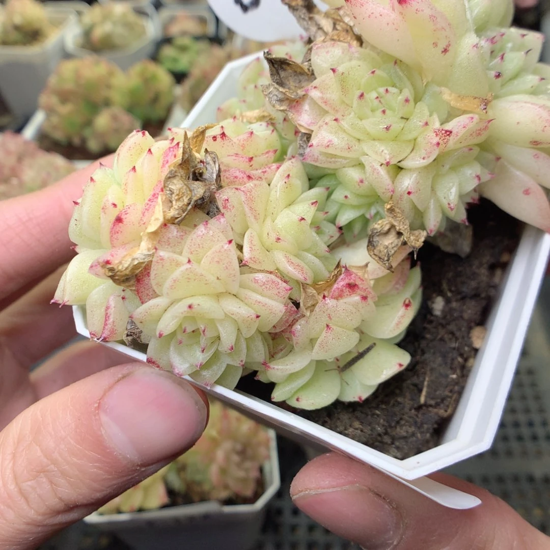 F123y y y y y y y y t t