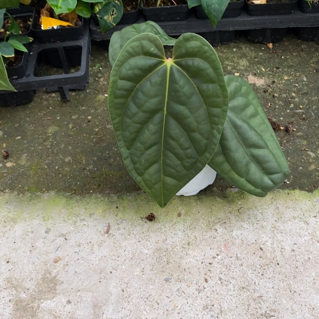 不开花植物帝王杂奢华