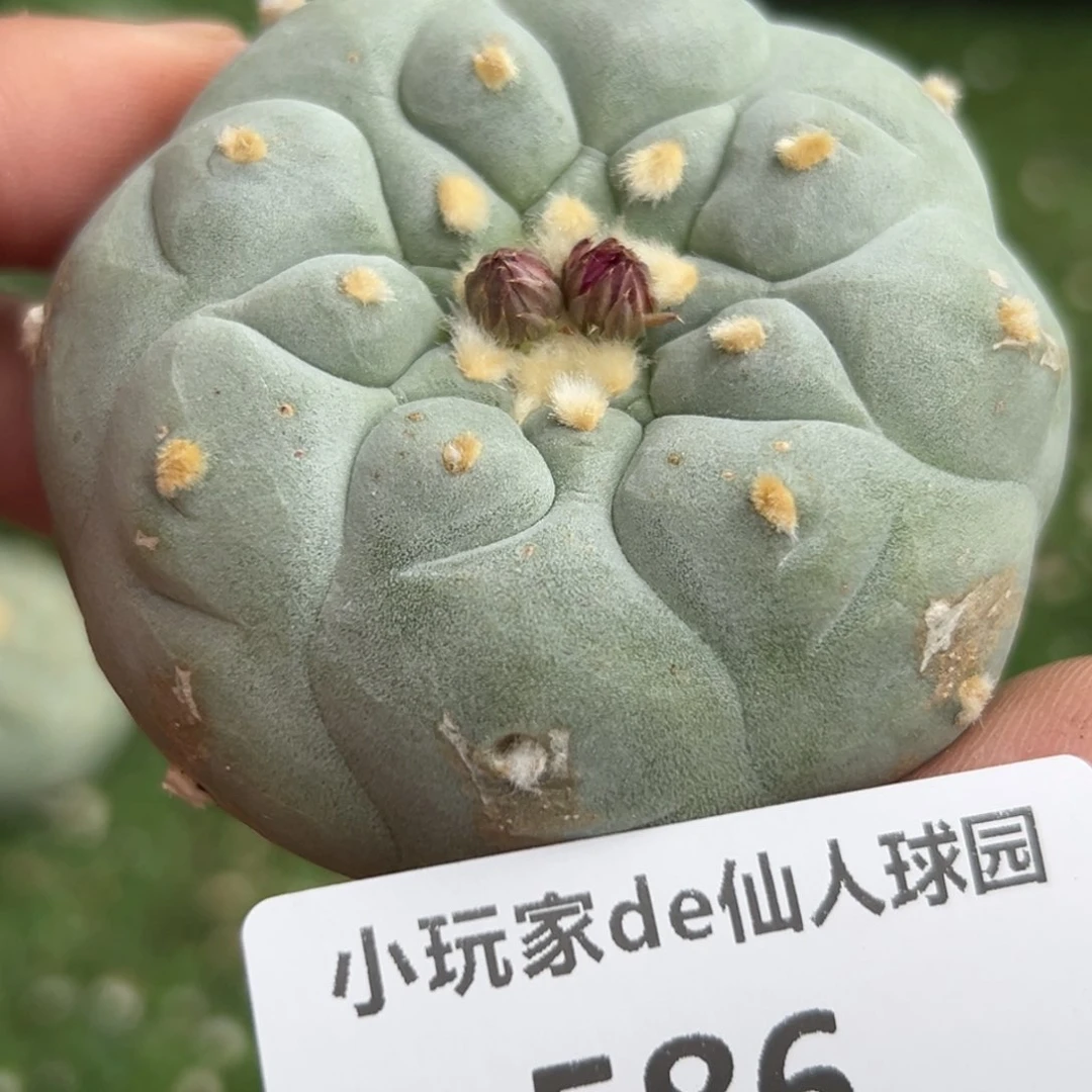 ?****?586 仙人球的海鲜