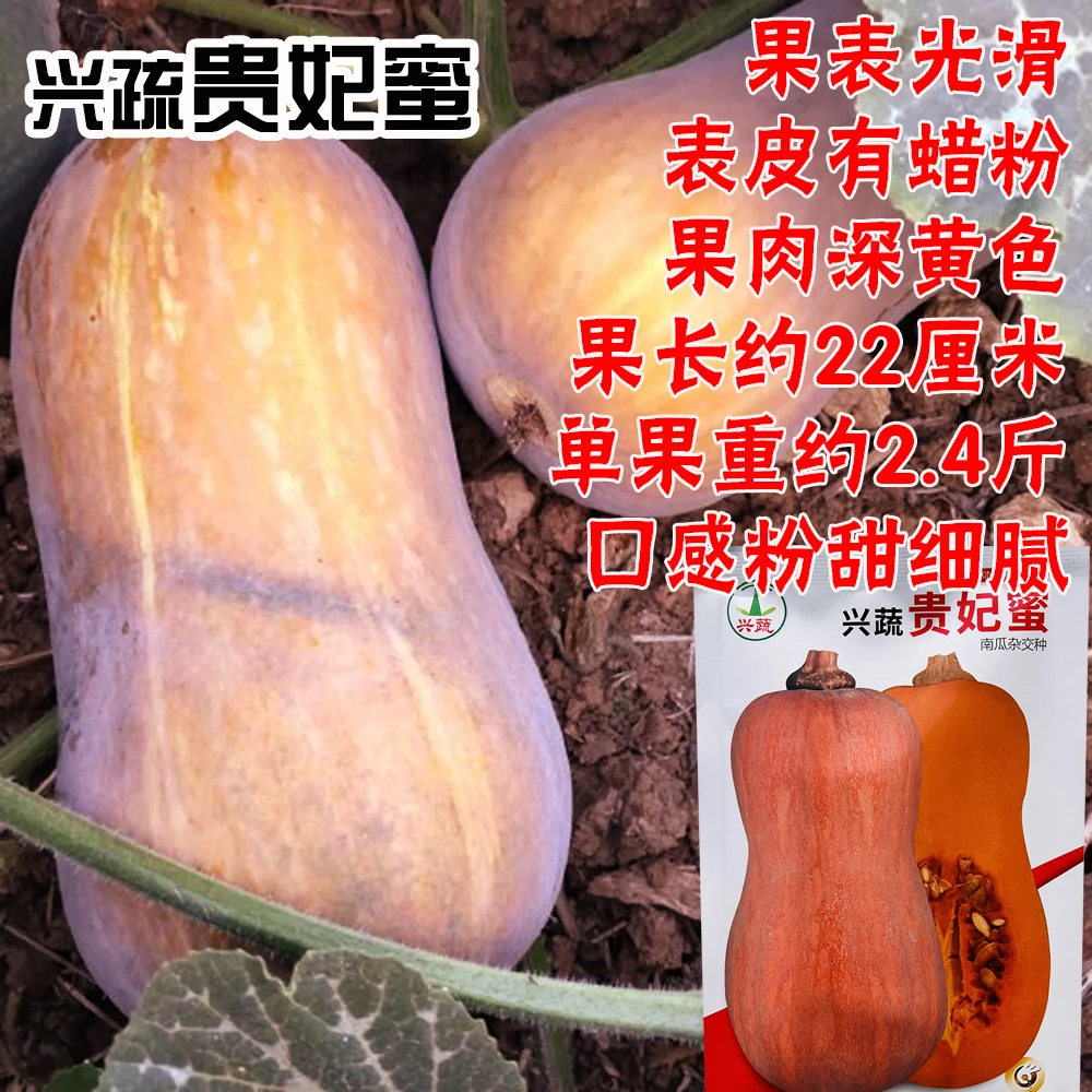 兴蔬贵妃蜜中熟蜜本南瓜种子棒形丰产稳产果肉深黄色口感粉甜细腻