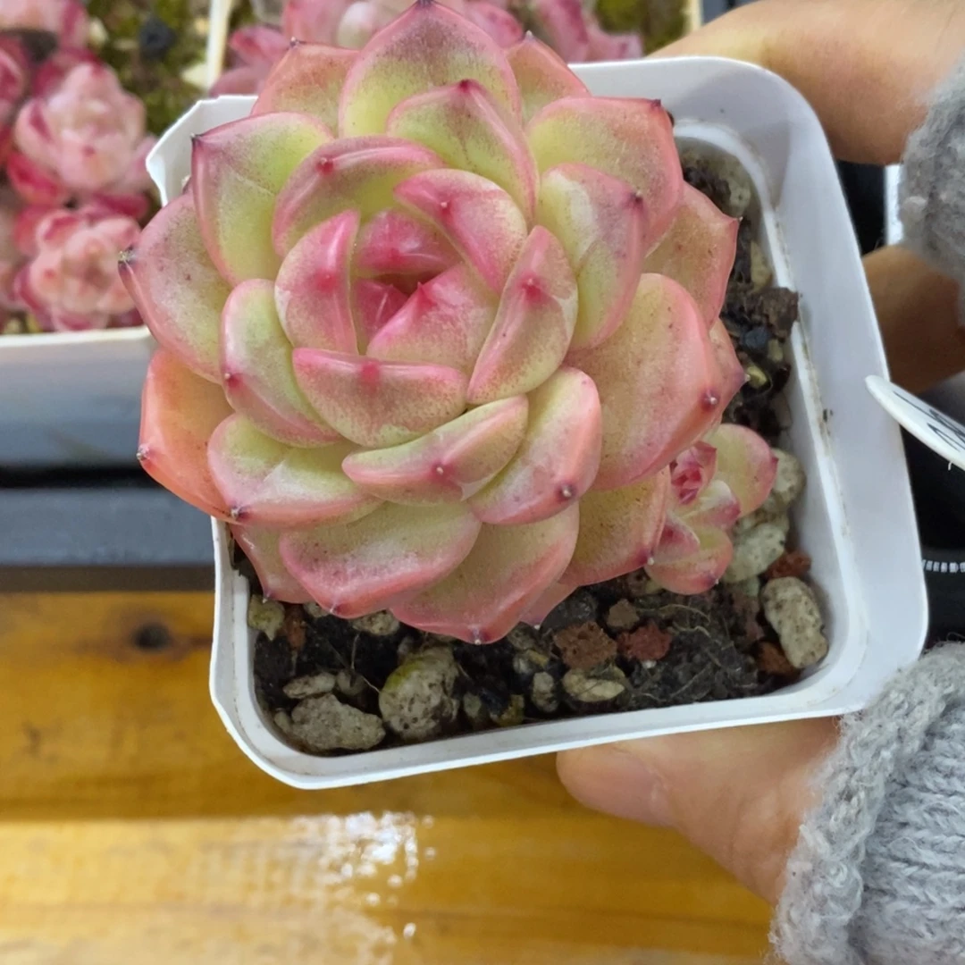 精品多肉一物拍不包整26