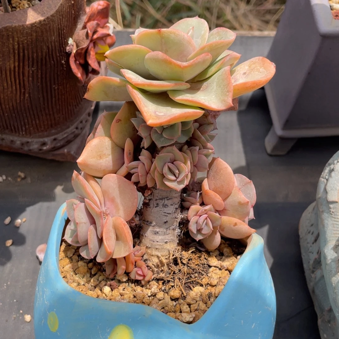 景天混沌皮整装无砍