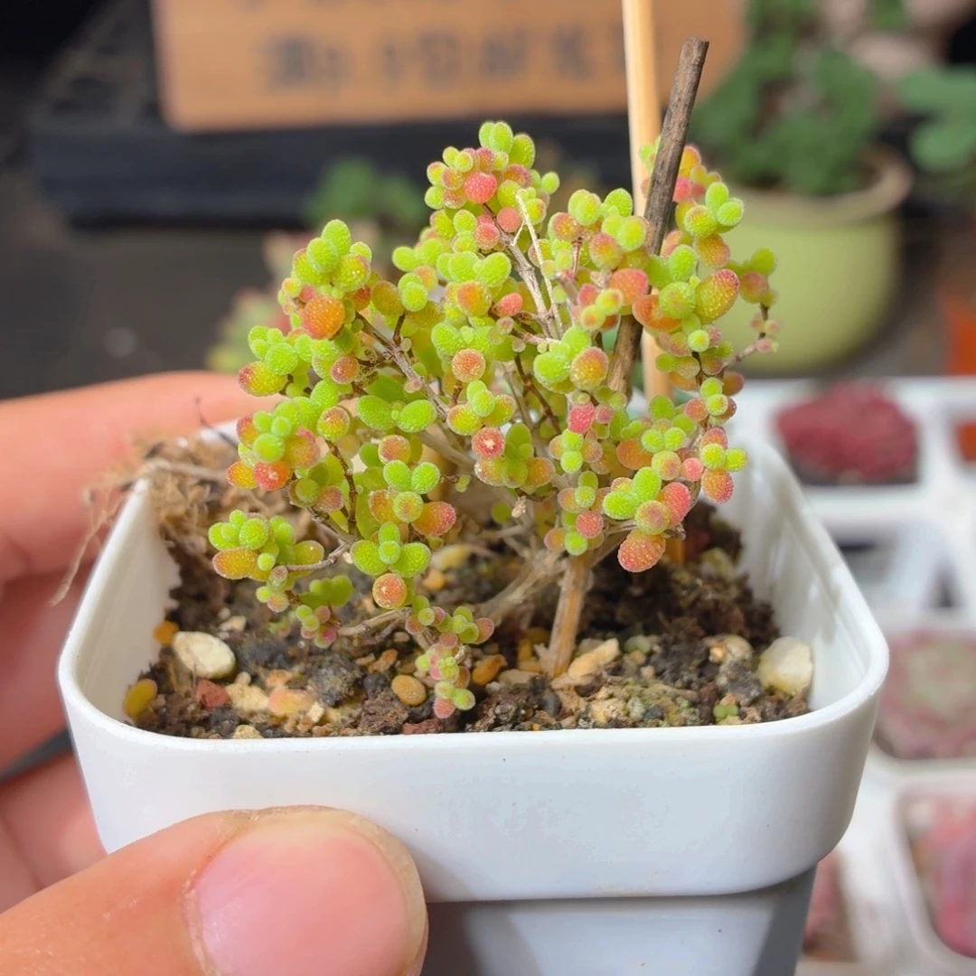 金桔糖球多肉9.9包邮发货