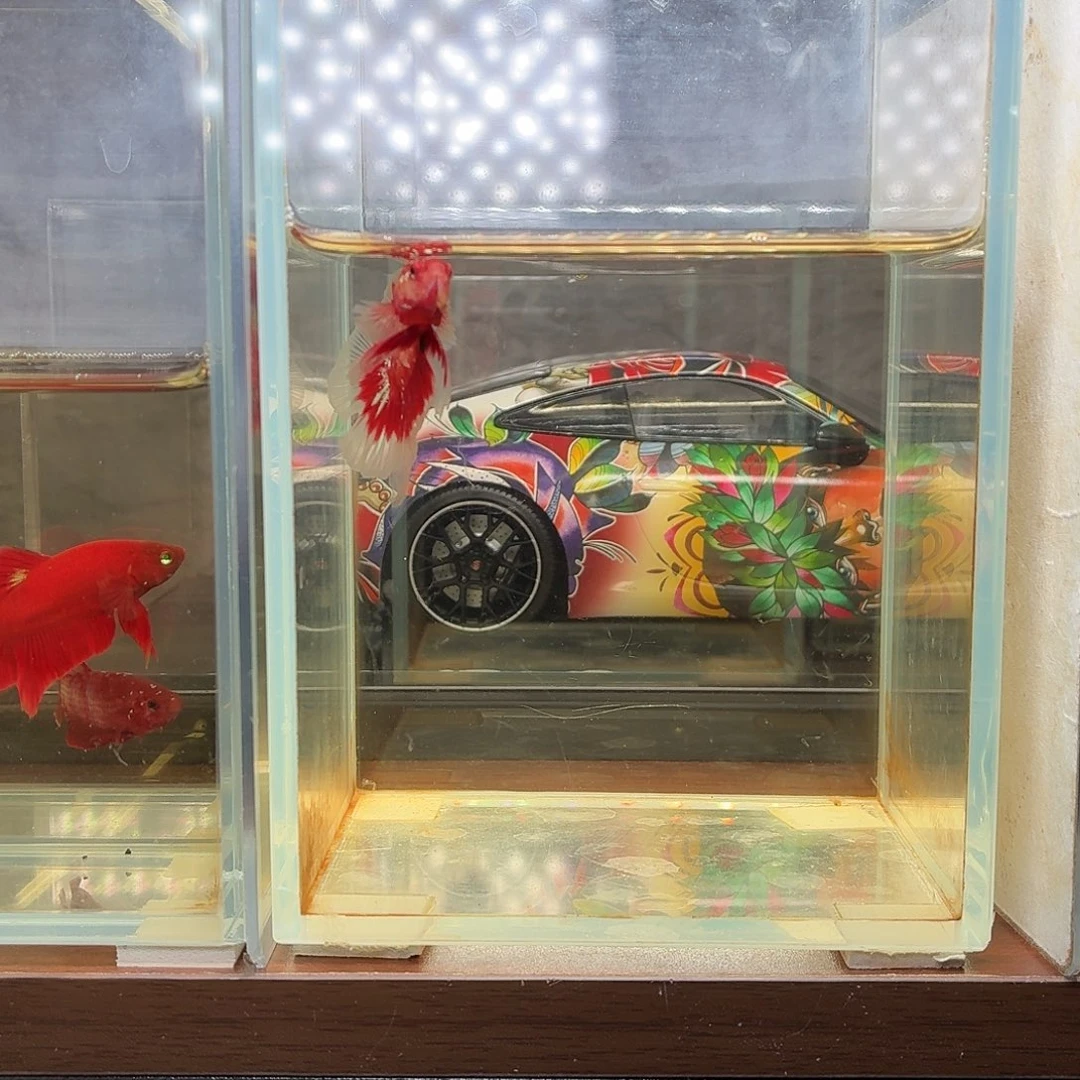 斗鱼彩金半月公鱼