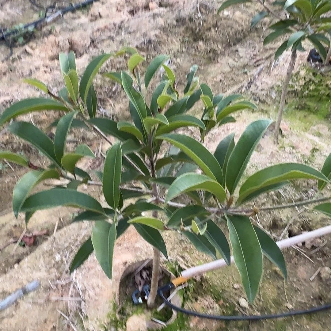 粤***嗨当前无花栽培后可以开花墨西哥