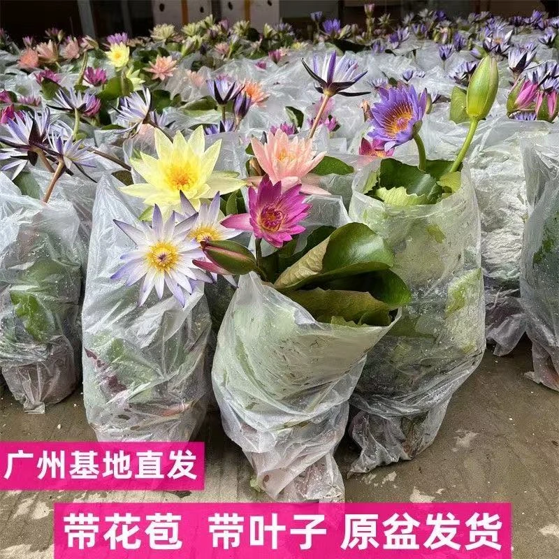 睡莲成品带花苞花蕾水培植物水池水缸池塘莲花荷花碗莲水生水养花