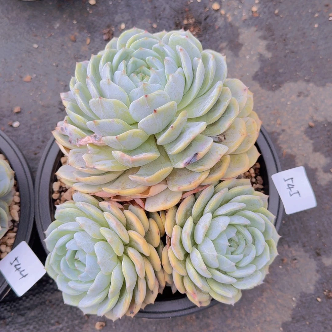 梦****545劳林凡艺多肉///