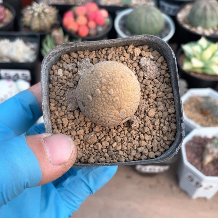 越*樾596凝提玉仙人球