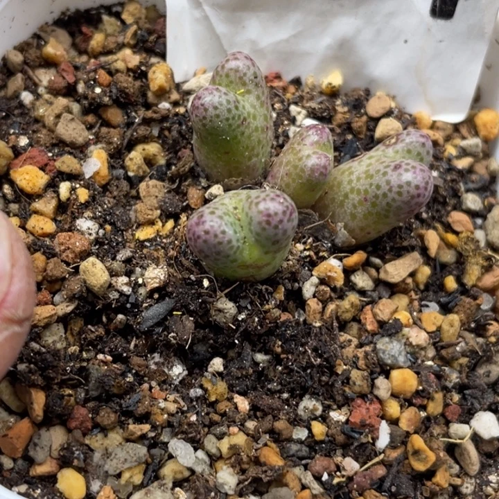 完全开放564斑马带盆