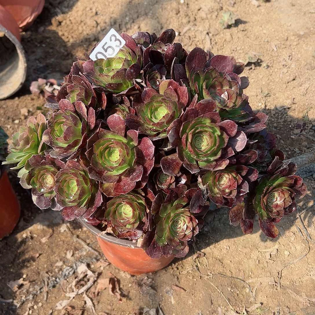 紫砂茶宠黑魔老桩一颗053