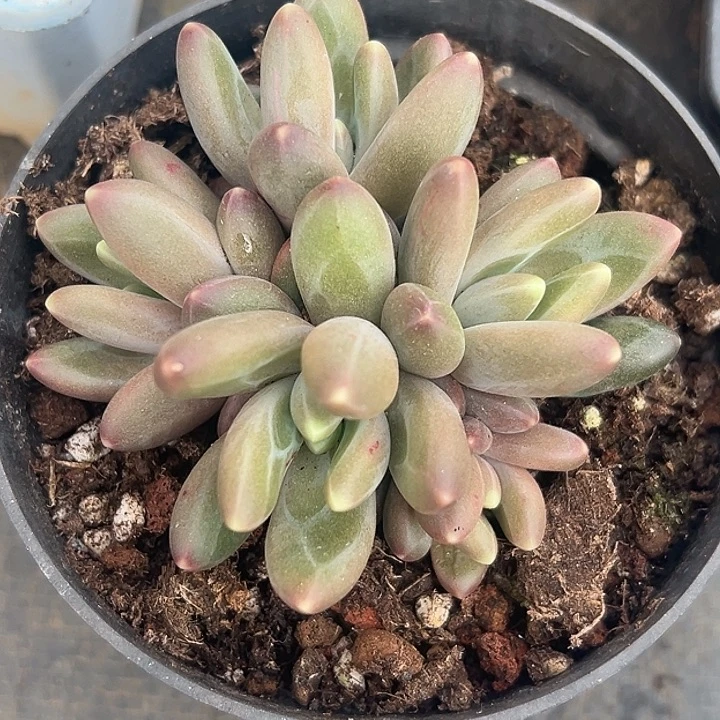 卡布奇诺优选美人特价多肉