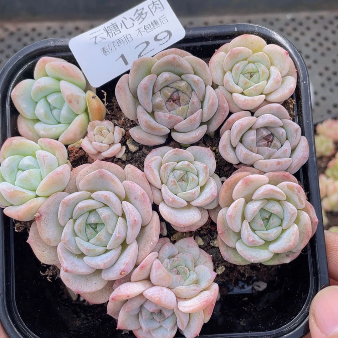 云糖心多肉植物129