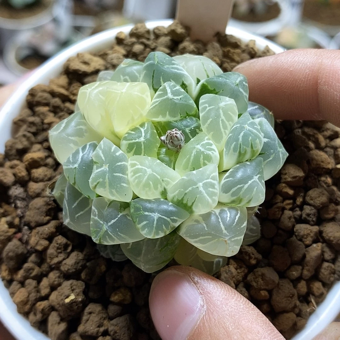 L****翼38关东大紫锦