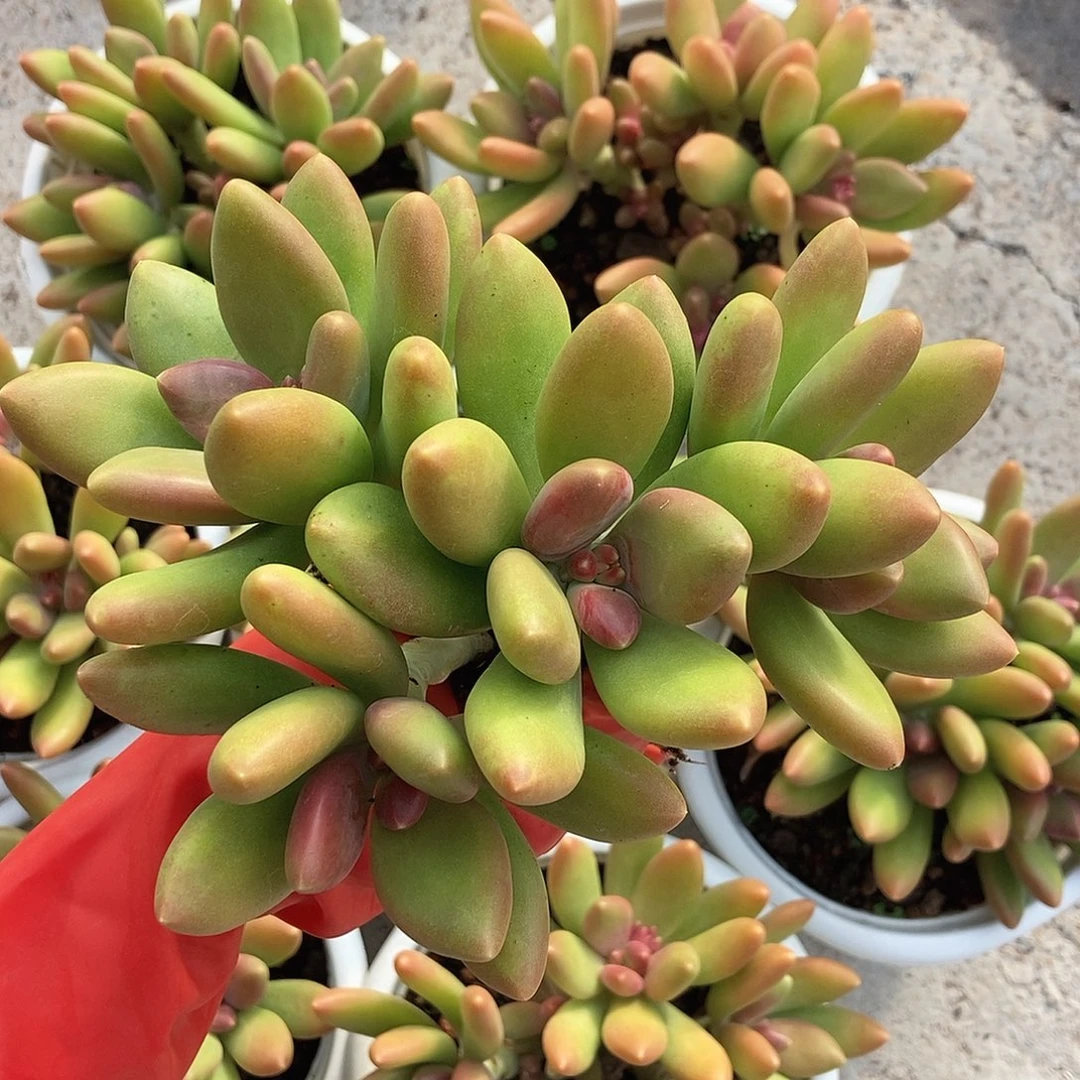 芒果奶白盘有状态随机