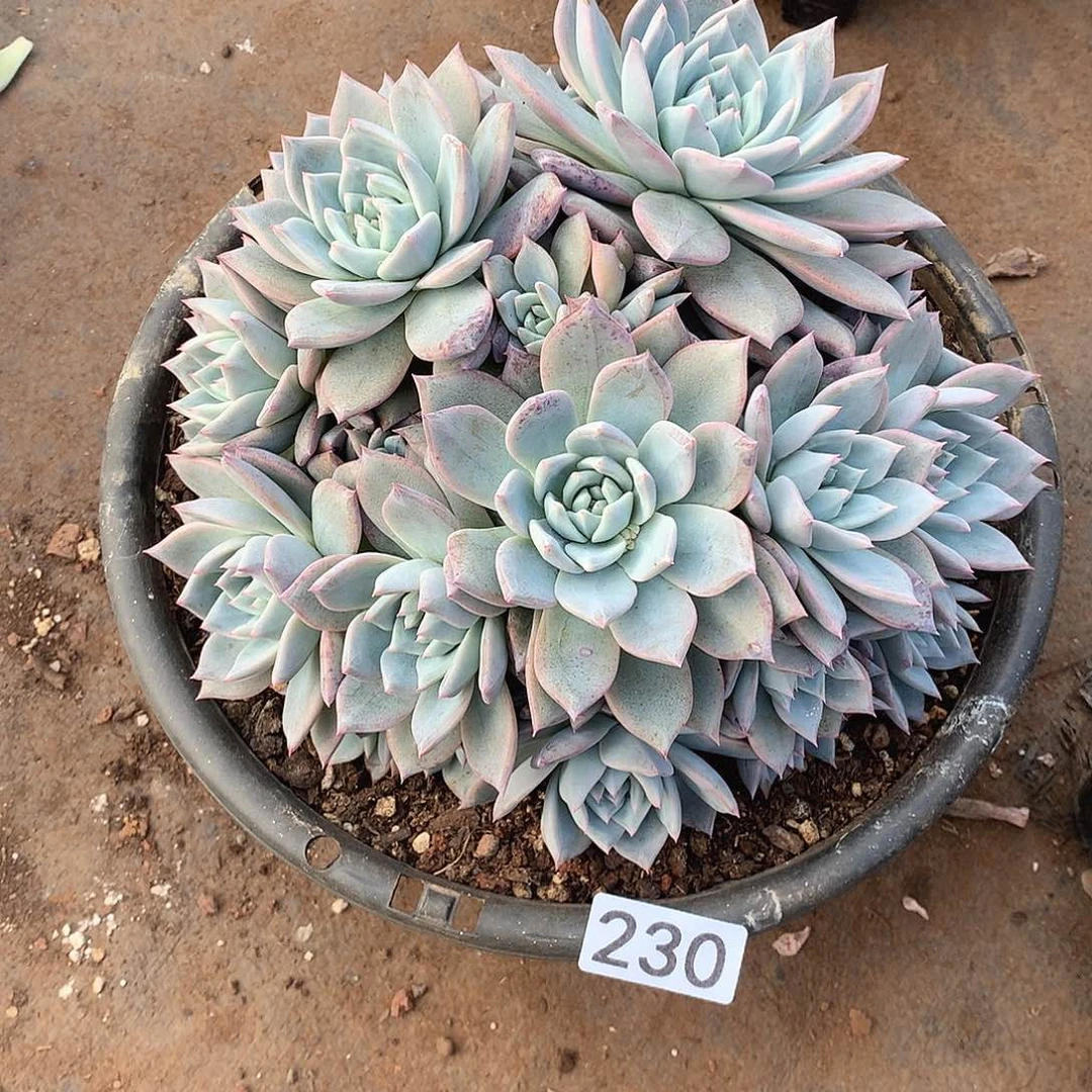 230 一物一拍多肉！