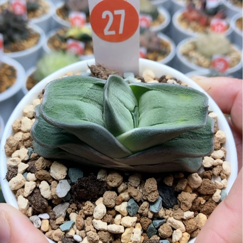 【闪购商品】27白肌卧牛