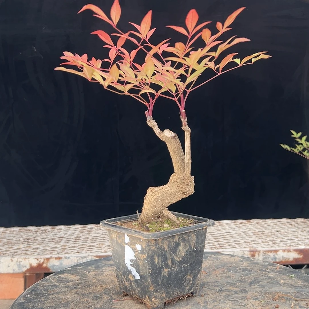 不开花植物444444444444