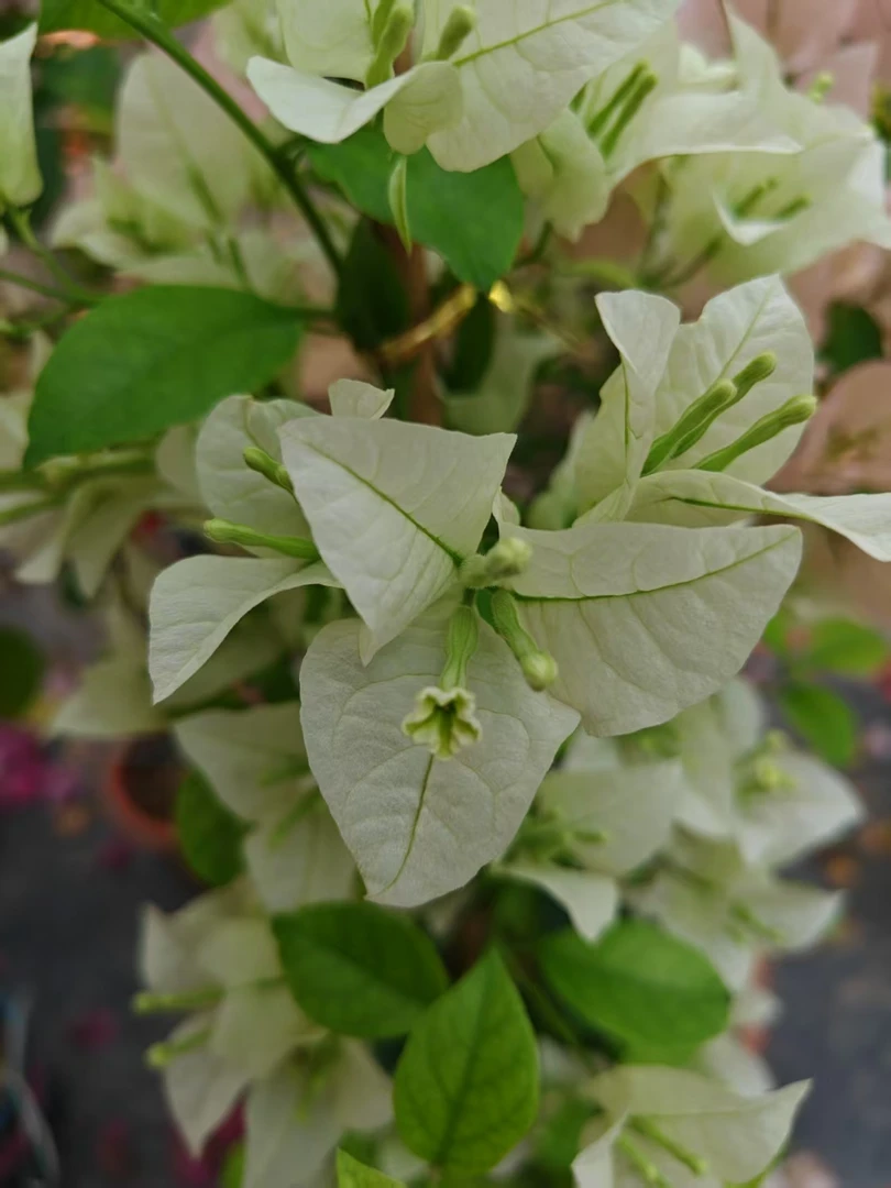 【白雪公主】三角梅勤花耐高温飘枝爬藤植物四季花基地绿植原土带花