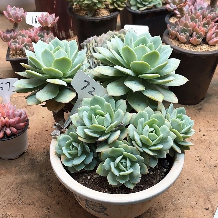 多肉植物，恋曲72号