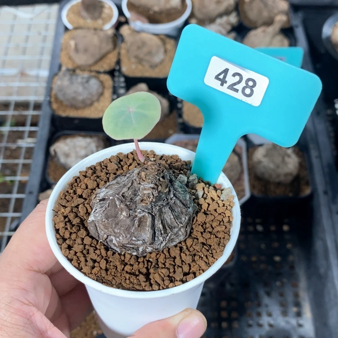 一叶龟产地多肉植物