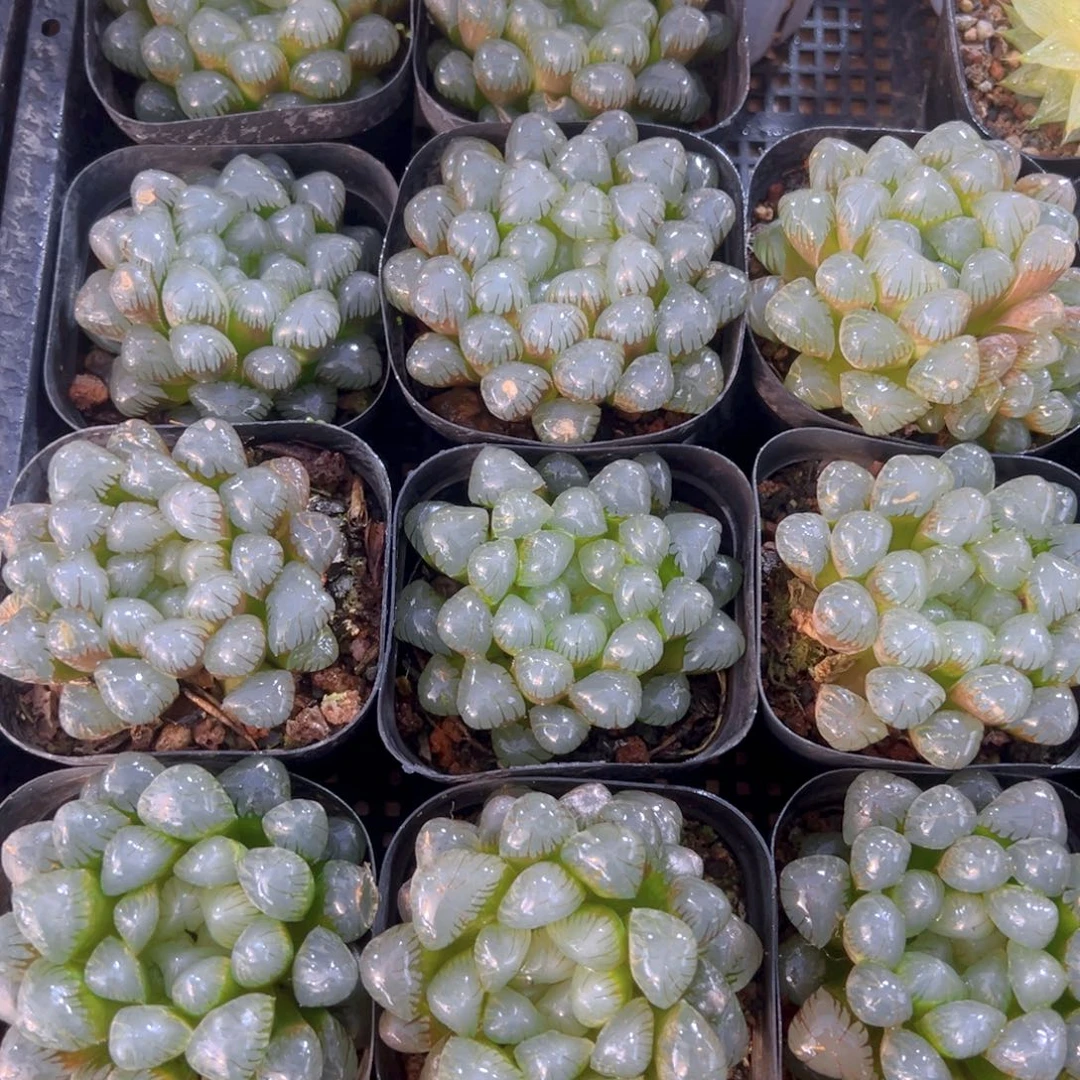 潘氏冰灯玉露多肉一颗