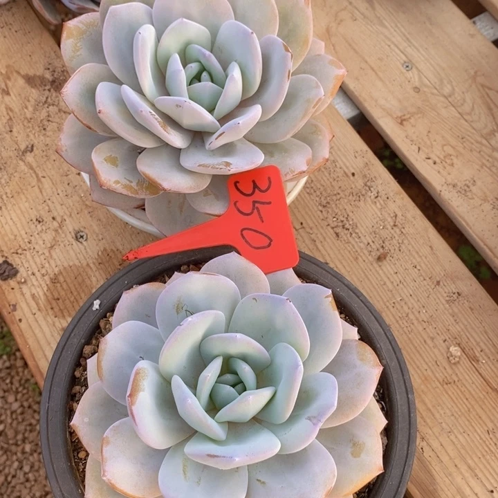 是不是很喜欢这个风格哟