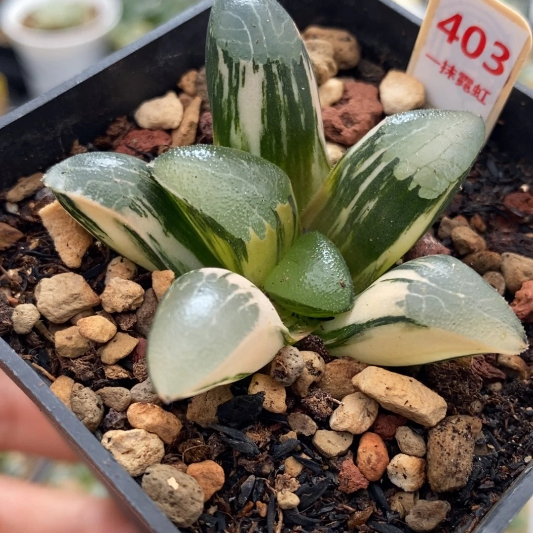 403号丘比特锦多肉植物