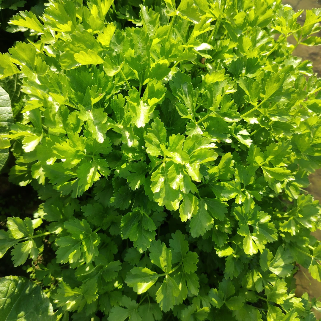 大圩农家新鲜采摘土香芹