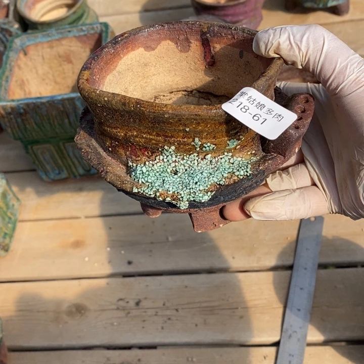 红陶安*61号多肉盆一个呀