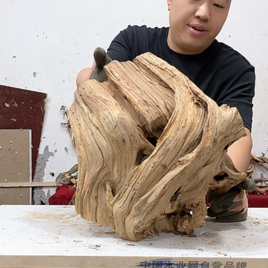 【闪购商品】柏木知**乐我们都是好孩子