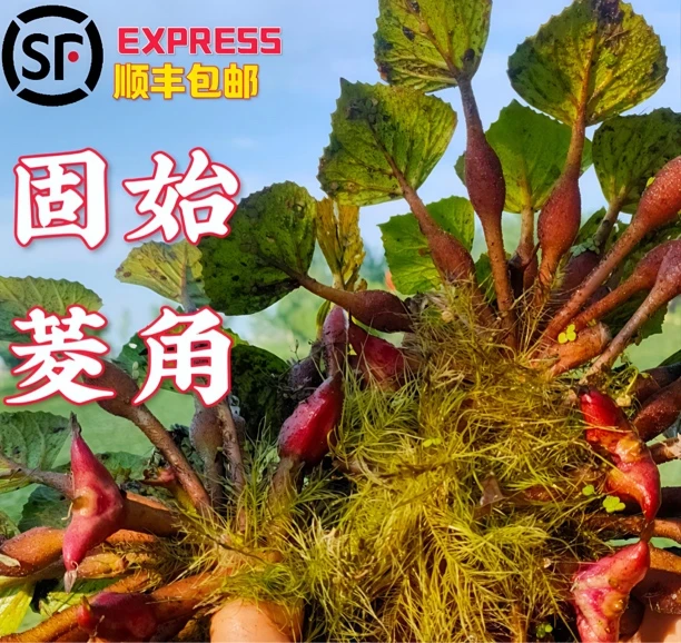 固始菱角顺丰包邮