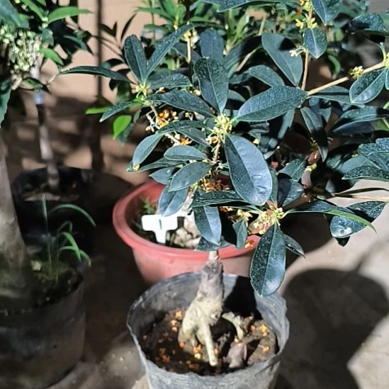 唐***香完全开放八月艳红