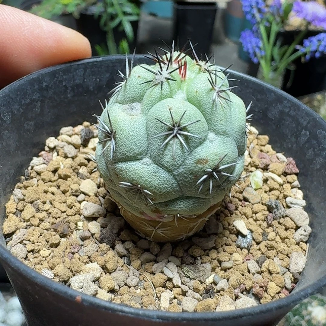 461帝王丸实生带盆发货