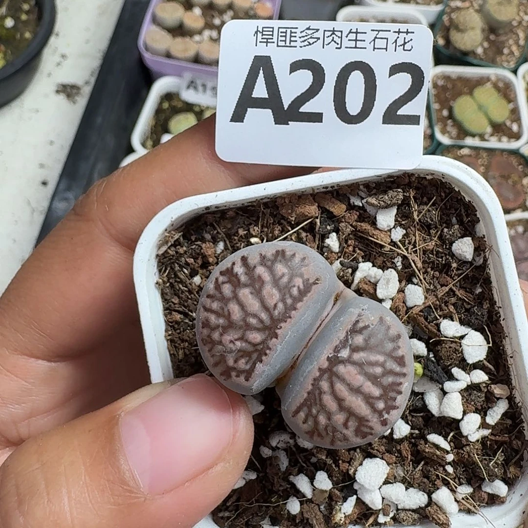 202多肉植物多肉植物