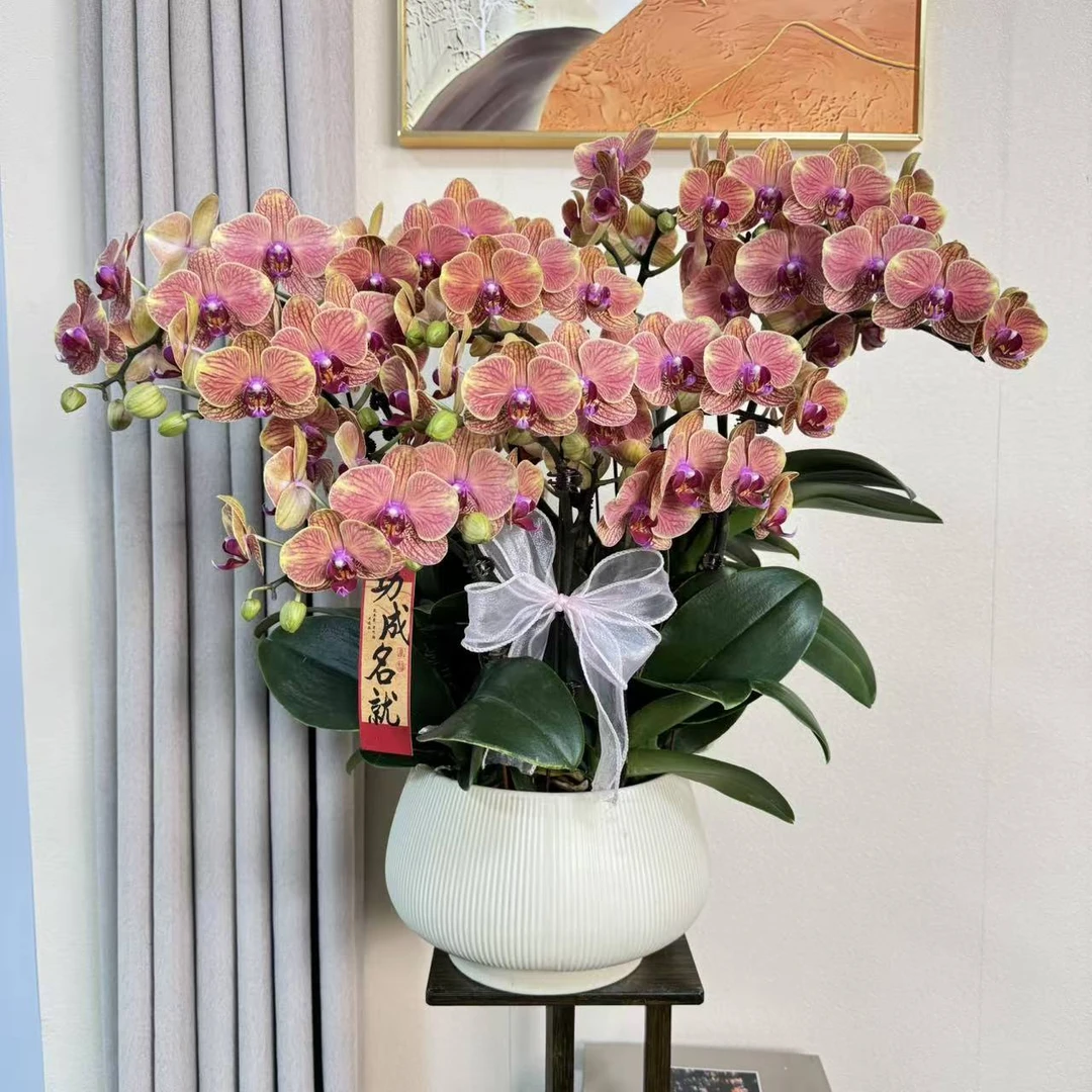 蝴蝶兰 【吉利】送人送礼 乔迁之喜 鲜花绿植 佛山基地直发