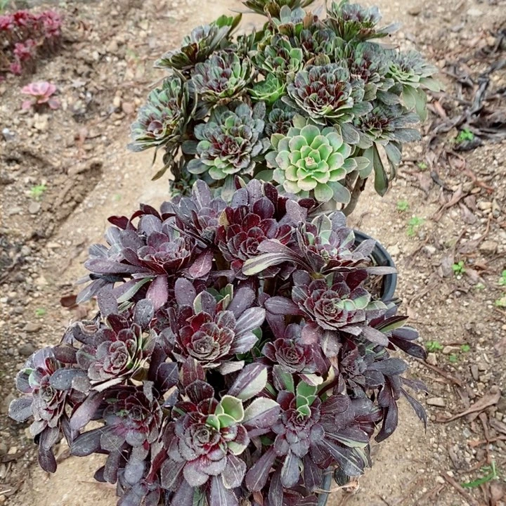 吉**意两颗多肉法师植物