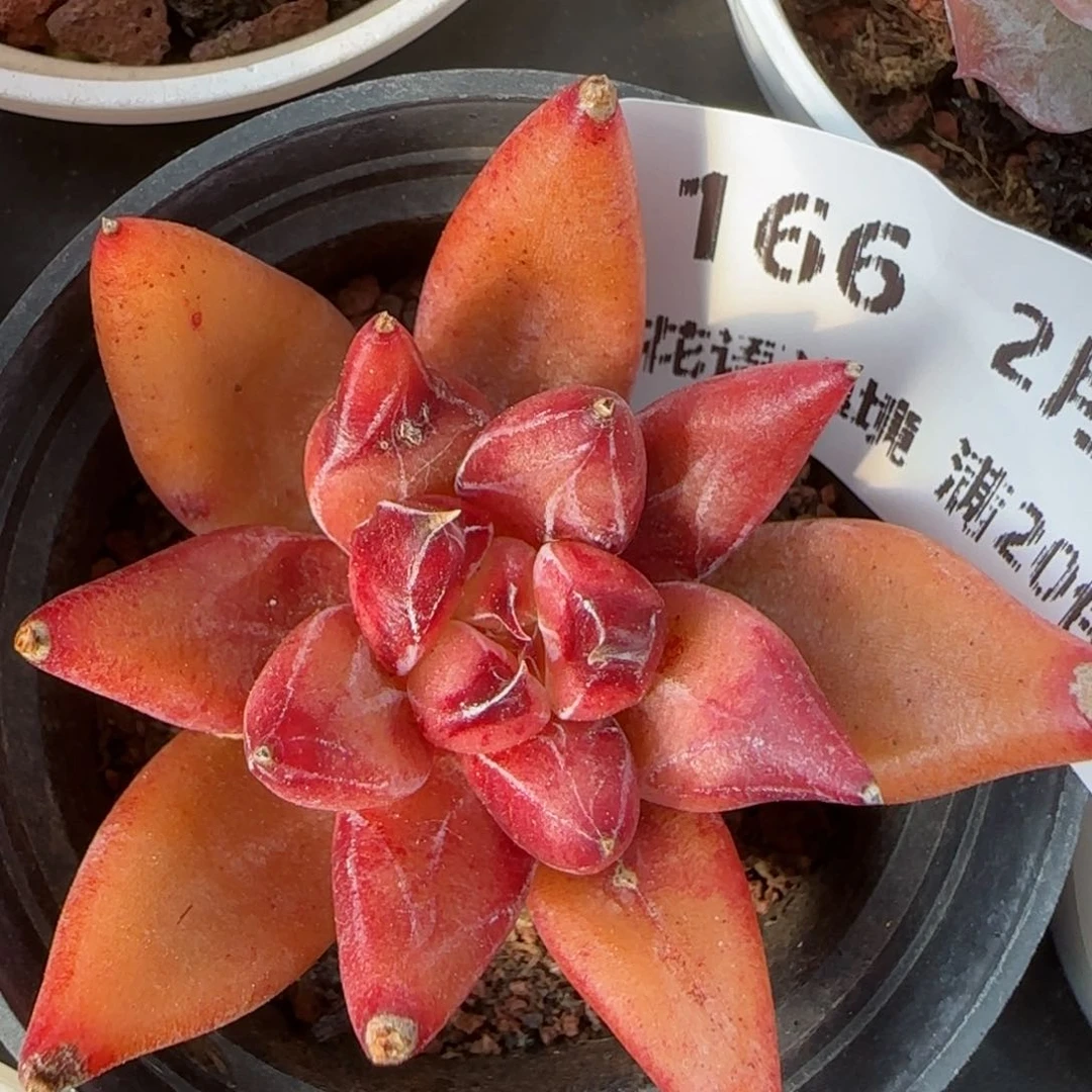 花语逸境0212-166