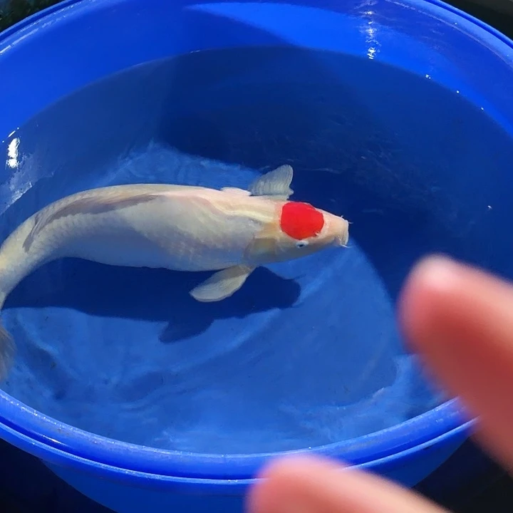 海水鱼但丁专拍链接