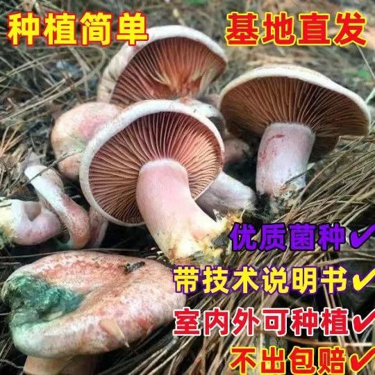 松树菌黄枞菌乌枞菌包优质母种高产家种菌种人工培植室内外可种植