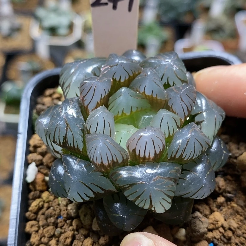 【闪购商品】244实生