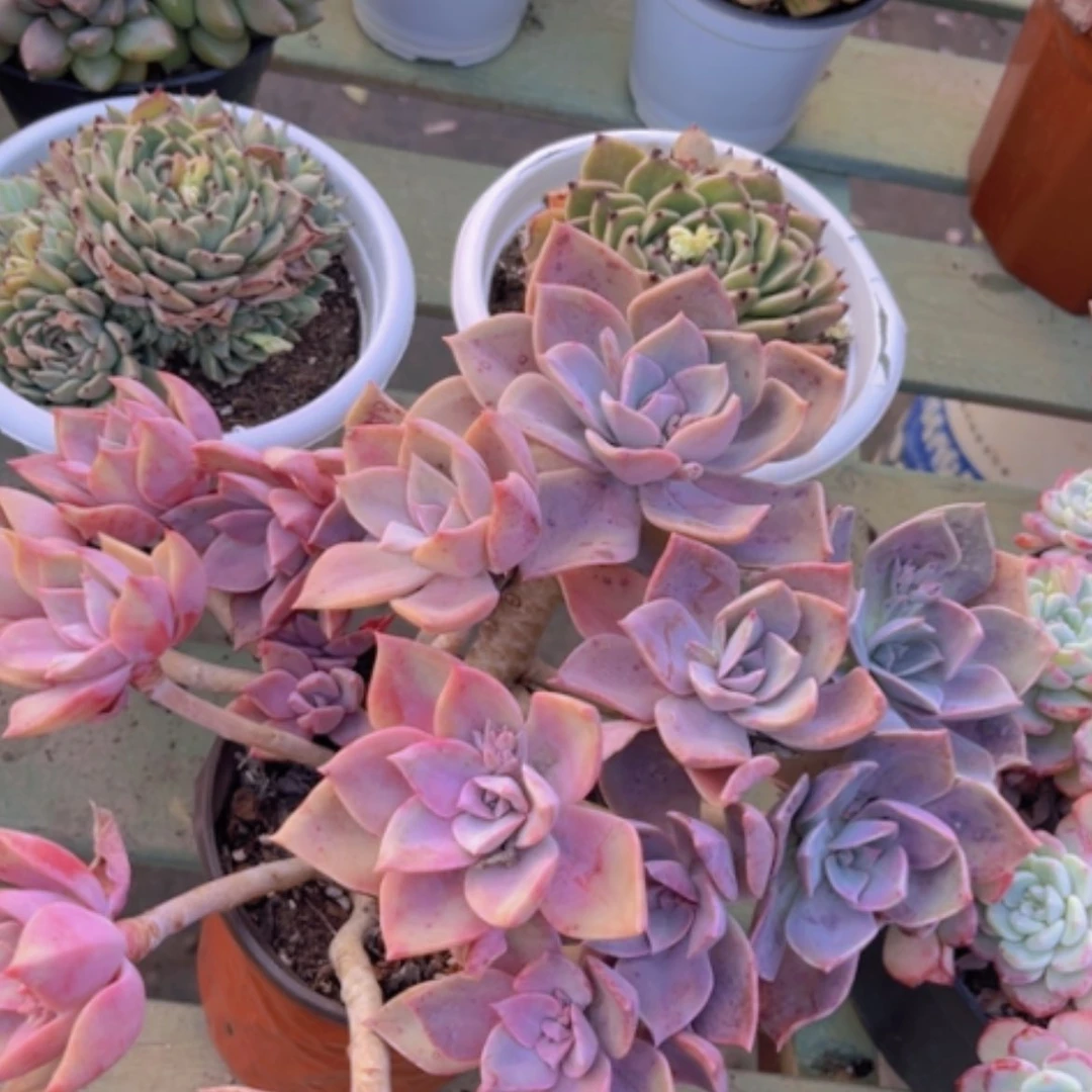 【闪购商品】初恋22268