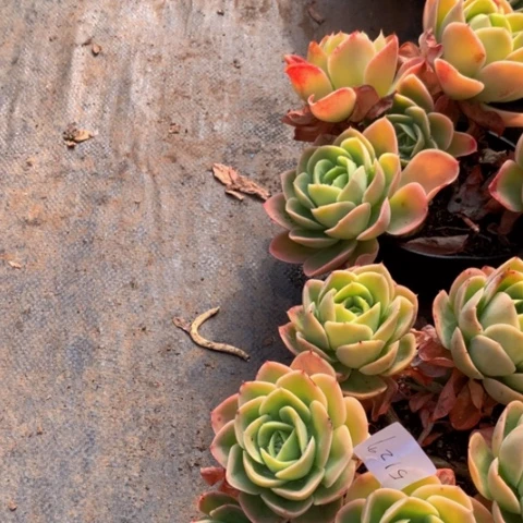 关*太5129星娜塔多肉