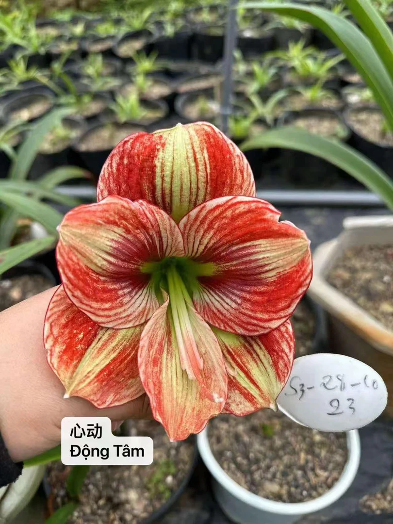 S孤挺花园 心动 裸球