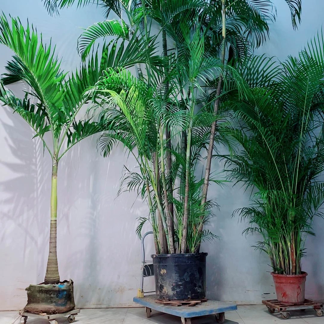 完全开放?**…1688888888