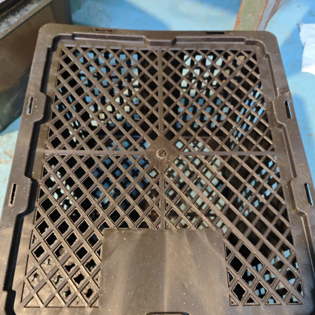 宠物豚鼠荷兰猪奶刺加州弟弟