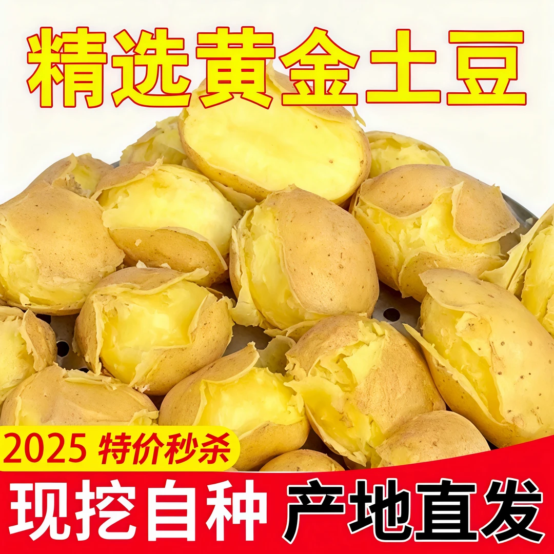 甘肃新鲜黄皮黄心土豆粉面洋芋马铃薯