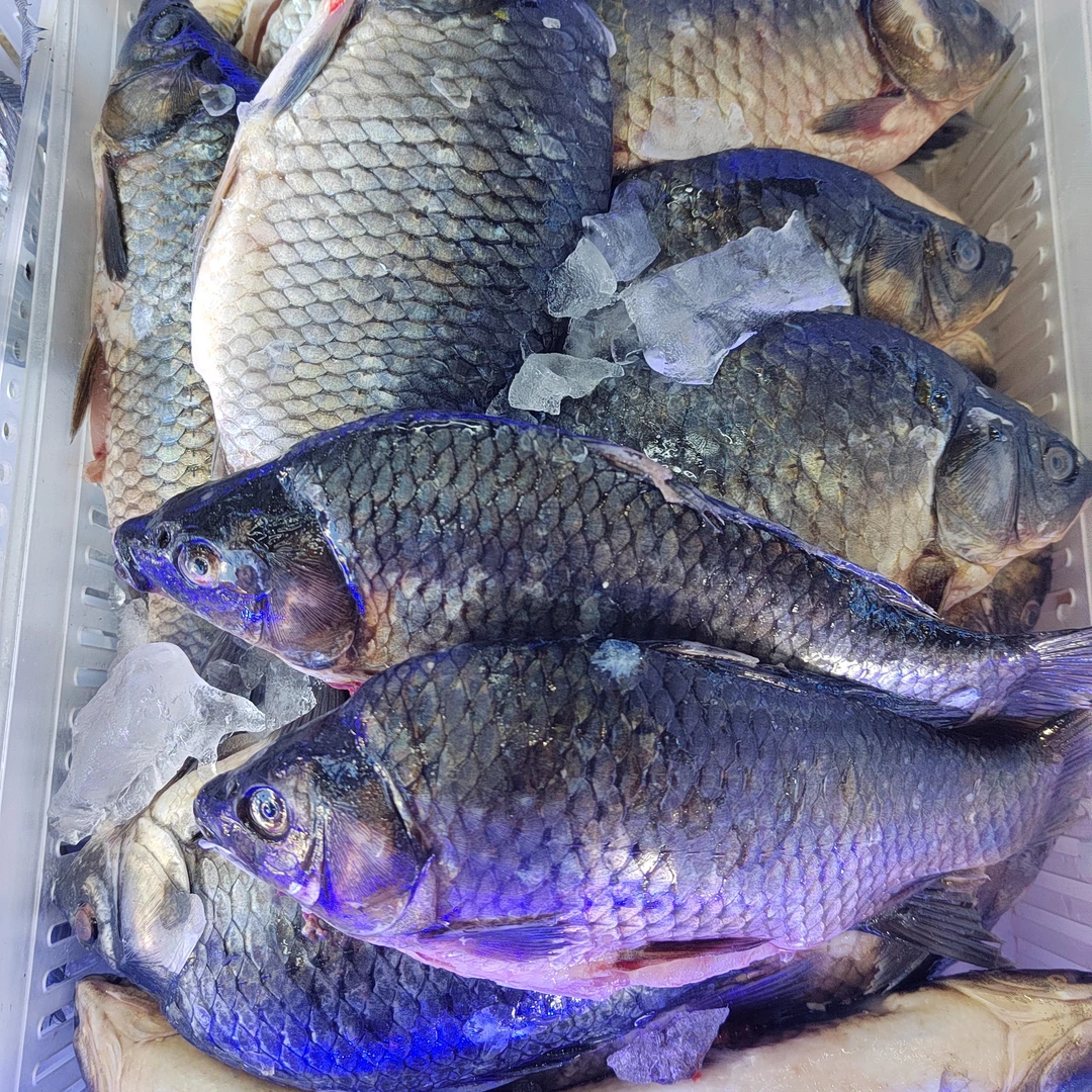 当日断氧鲫鱼每只