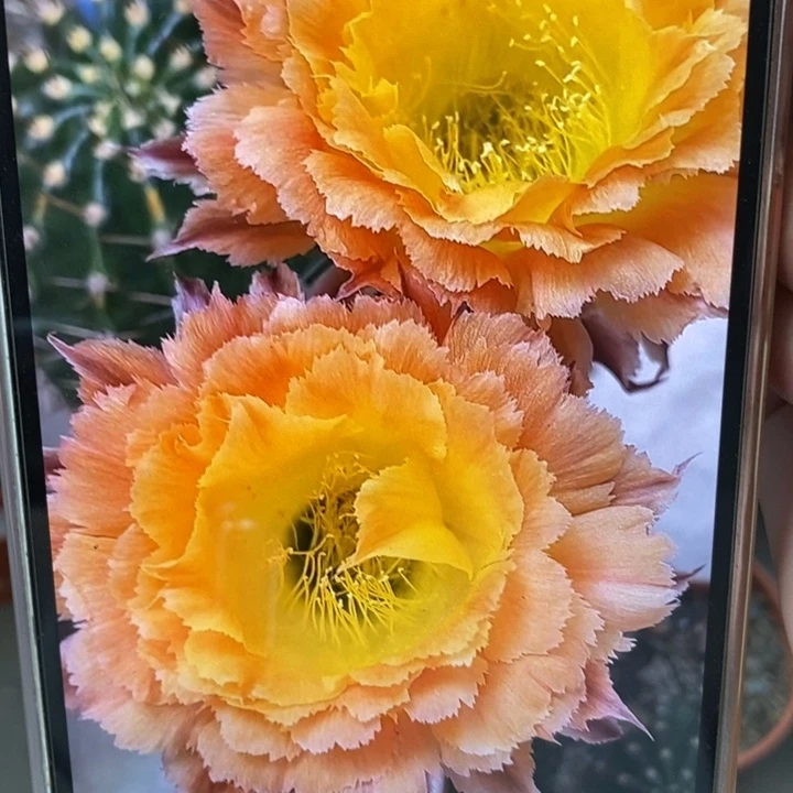 香香橙黄羽毛带根7公分左右有干皮