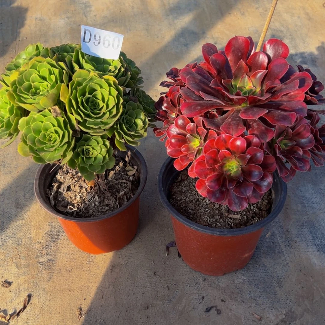 娇***头无花朵美杜莎绿玫瑰960