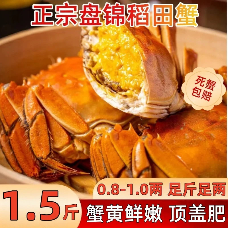 【活蟹】（盘锦河蟹）稻田蟹母蟹1.6-1.3两/只 1.3-1.0两/只 顺丰次日达包邮2.5斤（eg）